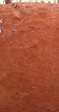 Chromic Acrisol, China	 - Blum, Schad, Nortcliff 2018: Essentials of Soil Science - ISBN 978-3-443-01090-4 - Chromic Acrisol, China, Photo: P. Schad  - Borntraeger