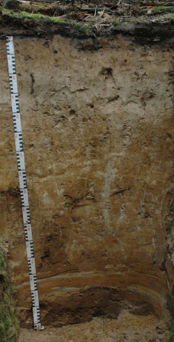 Dystric Albic Neocambic Retisol, Germany	 - Blum, Schad, Nortcliff 2018: Essentials of Soil Science - ISBN 978-3-443-01090-4 - Dystric Albic Neocambic Retisol, Germany, Photo: P. Schad  - Borntraeger