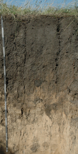 Haplic Chernozem, Russia	 - Blum, Schad, Nortcliff 2018: Essentials of Soil Science - ISBN 978-3-443-01090-4 - Haplic Chernozem, Russia, Photo: P. Schad  - Borntraeger