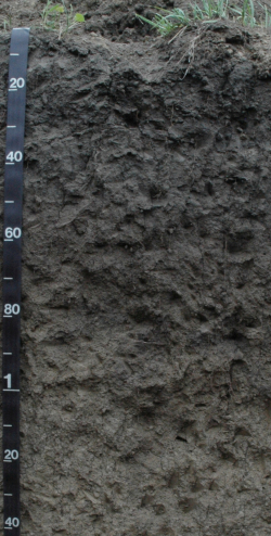 Luvic	 Phaeozem, USA	 - Blum, Schad, Nortcliff 2018: Essentials of Soil Science - ISBN 978-3-443-01090-4 - Luvic Phaeozem, USA, Photo: P. Schad  - Borntraeger