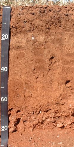 Endopetric Calcisol, Mexico	 - Blum, Schad, Nortcliff 2018: Essentials of Soil Science - ISBN 978-3-443-01090-4 - Endopetric Calcisol, Mexico, Photo: P. Schad  - Borntraeger