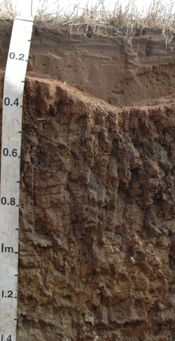 Vertic Stagnic Abruptic Solonetz, Australia	 - Blum, Schad, Nortcliff 2018: Essentials of Soil Science - ISBN 978-3-443-01090-4 - Vertic Stagnic Abruptic Solonetz, Australia, Photo: P. Schad  - Borntraeger