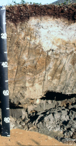 Reductaquic Turbic Cryosol, Russia	 - Blum, Schad, Nortcliff 2018: Essentials of Soil Science - ISBN 978-3-443-01090-4 - Reductaquic Turbic Cryosol, Russia, Photo: P. Schad  - Borntraeger