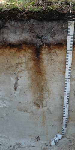 Albic Podzol, Germany	 - Blum, Schad, Nortcliff 2018: Essentials of Soil Science - ISBN 978-3-443-01090-4 - Albic Podzol, Germany, Photo: P. Schad  - Borntraeger