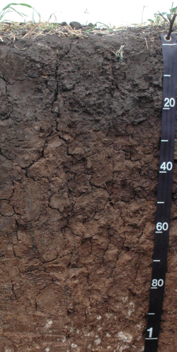 Chromic Vertisol, Hungary	 - Blum, Schad, Nortcliff 2018: Essentials of Soil Science - ISBN 978-3-443-01090-4 - Chromic Vertisol, Hungary, Photo: P. Schad  - Borntraeger