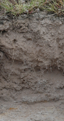 Eutric Regosol, Mexico - Blum, Schad, Nortcliff 2018: Essentials of Soil Science - ISBN 978-3-443-01090-4 - Eutric Regosol, Mexico, Photo: P. Schad   - Borntraeger