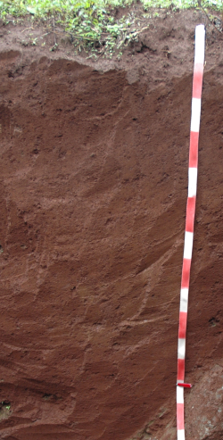 Dystric Umbric Rhodic Nitisol, Tanzania	 - Blum, Schad, Nortcliff 2018: Essentials of Soil Science - ISBN 978-3-443-01090-4 - Dystric Umbric Rhodic, Nitisol, Tanzania, Photo: P. Schad   - Borntraeger