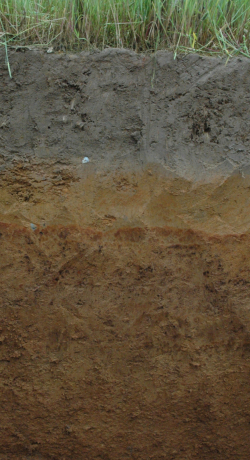 Hydragric Anthrosol, China - Blum, Schad, Nortcliff 2018: Essentials of Soil Science - ISBN 978-3-443-01090-4 - Hydragric Anthrosol, China, Photo: P. Schad  - Borntraeger