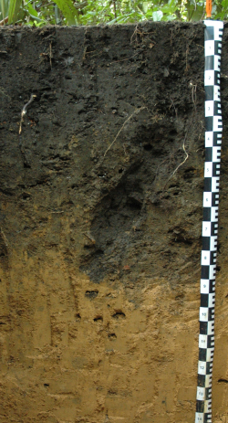 Pretic Anthrosol, Brazil	 - Blum, Schad, Nortcliff 2018: Essentials of Soil Science - ISBN 978-3-443-01090-4 - Pretic Anthrosol, Brazil, Photo: P. Schad  - Borntraeger