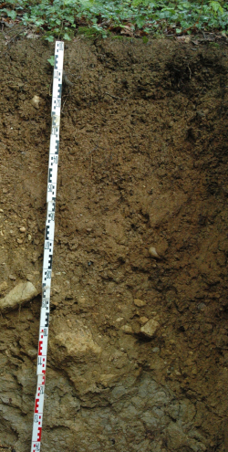 Eutric Cambisol, Switzerland - Blum, Schad, Nortcliff 2018: Essentials of Soil Science - ISBN 978-3-443-01090-4 - Eutric Cambisol, Switzerland, Photo: P. Schad   - Borntraeger