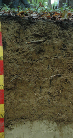 Haplic Luvisol, Germany	 - Blum, Schad, Nortcliff 2018: Essentials of Soil Science - ISBN 978-3-443-01090-4 - Haplic Luvisol, Germany, Photo: P. Schad  - Borntraeger