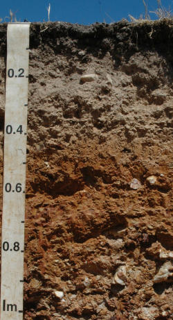 Chromic Albic Abruptic Alisol, Australia	 - Blum, Schad, Nortcliff 2018: Essentials of Soil Science - ISBN 978-3-443-01090-4 - Chromic Albic Abruptic Alisol, Australia, Photo: P. Schad  - Borntraeger