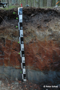 Profile 2 - Endoeutric Dystric Amphialic Retic Epialbic Folic Planosol (Chromic, Amphiclayic, Drainic, Nechic, Ochric, Amphiraptic, Bathyarenic, Bathygleyic) - Peter Schad
