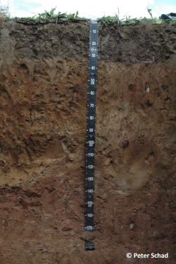 Profile 5 - Luvic Katostagnic Phaeozem (Aric, Endoprotocalcic, Endoraptic, Anosiltic, Bathycalcaric, Bathyloamic) - Peter Schad