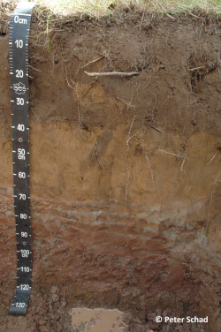 Profile 6 - Hypereutric Endoluvic Planosol (Anoarenic, Aric, Ochric, Endoraptic, Bathyclayic) - Peter Schad
