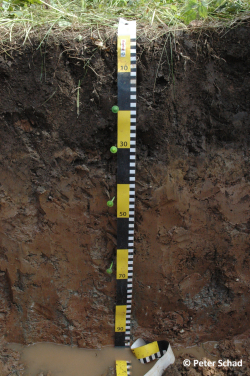 Profile 9 - Amphiluvic Katostagnic Phaeozem (Aric, Pantoloamic, Endoraptic, Bathycalcaric) - Peter Schad