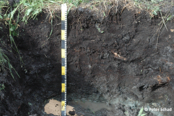 Profile 10 - Eutric Rheic Murshic Sapric Histosol (Bathylimnic) - Peter Schad