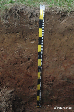Profile 13 - Albic Katostagnic Abruptic Luvisol (Anoarenic, Aric, Neocambic, Cutanic, Hypereutric, Ochric, Endoraptic, Relictiturbic) - Peter Schad