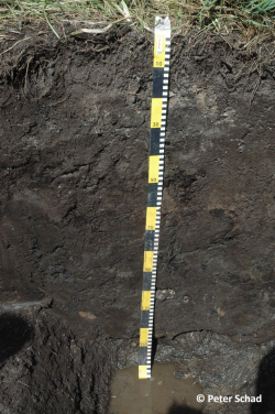 Profile 14 - Calcaric Mollic Gleysol (Drainic, Hyperhumic, Loamic, Epiraptic, Thaptohistic) - Peter Schad