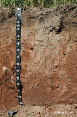 Profile 17 - Endochromic Luvisol (Aric, Cutanic, Differentic, Hypereutric, Pantoloamic, Ochric, Bathycalcaric) - Peter Schad