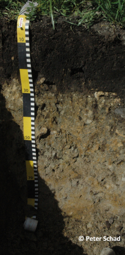 Profile 23 cut - Calcaric Oxygleyic Mollic Gleysol (Aric, Protocalcic, Drainic, Hyperhumic, Katoloamic, Episiltic, Uterquic) - Peter Schad