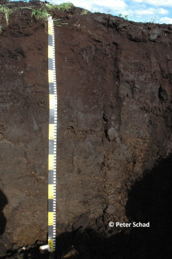 Profile 22 - Eutric Rheic Anomurshic Sapric Histosol (Bathyfibric) - Peter Schad