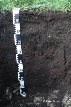 Profile 21 - Hypereutric Rheic Murshic Sapric Endorockic Histosol (Aric) - Peter Schad