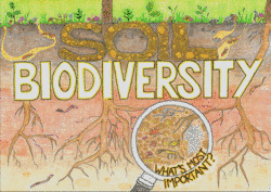‘Soil biodiversity. What's most important?’ by Katelyn Lutes and Benjamin Ellert (Agriculture & Agri-Food Canada)