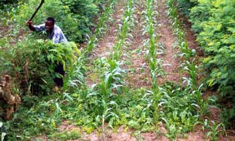 Biauw Tjwan Kang PhD (1932 - 2008)